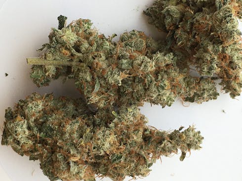 GMO (Garlic) Cookies 90% Indica