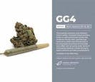 CHOICE GROWERS CANNABIS: GG4 3.5g