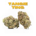 Tangie Ting 8th