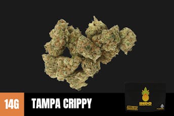 14g Tampa Crippy "INDO"(Indoor Smalls) - Humble Root