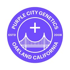 Purple City Orange 76 FEM Seedling ND