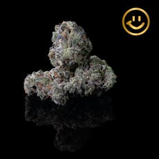 Prūf Cultivar | Dark Rainbow 2.0 | indoor flower