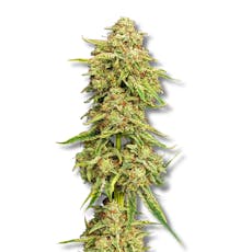 Bumper OG | 3.5g