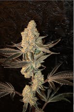 SCOUT & SEED - APPLE WATER 3.5 GRAMS