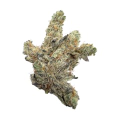 Rosebud Kush, Indoor