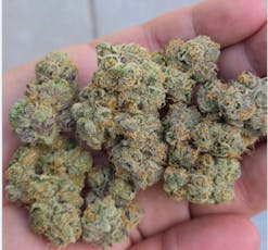 Black Maple - Flower - 3.5 g - 1ct - R and D