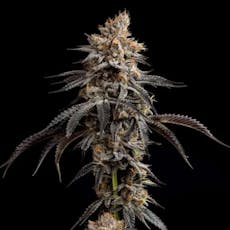 Tropicana Banana (3.5g Flower) | Good Chemistry
