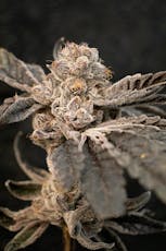 SCOUT & SEED - SUPER POP ROCKS 3.5 GRAMS