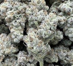 Coastal Healing Dante's Inferno - Bulk