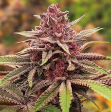 Coastal Healing Dosido - Bulk