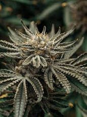 Trichome Farms Oklahoma Coma