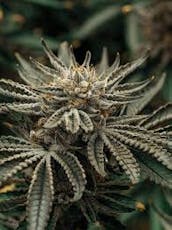 Pruf Cultivar Hashzilla