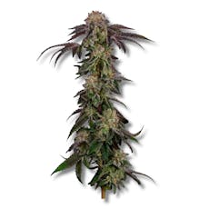 Tequila Sunrise | 3.5g