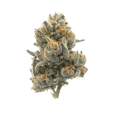 Pruf Cultivar Piescream #8