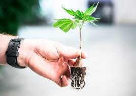 Pruf Cultivar Lavender Sour Diesel Clone