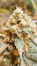 TRIP - HAND GRENADE 3.5 GRAMS