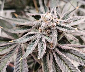 Trillianz | 3.5g