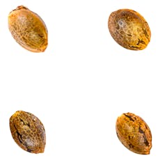 Crasher Breath (Fem Seeds)