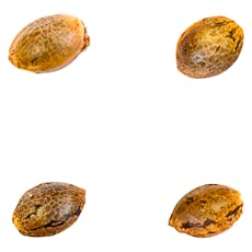 41 Ghosts - Auto Fem Seeds (Ghost Toof x Iced 'n Baked)