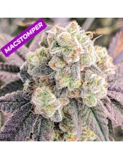 Budding Bliss Farm | Mac Stomper | Flower 3.5g