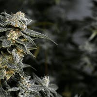Chernobyl x F5F10