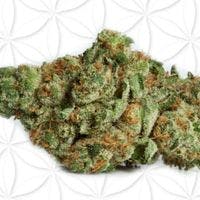 REC 21+ White Dawg (H)