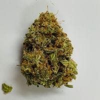 White Widow