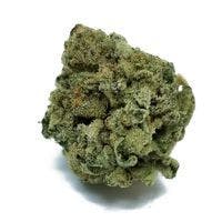 Orange Harambe (H)