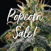 Popcorn Nugs - Golden Goat