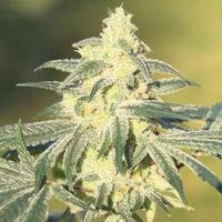 Original Glue (f.k.a. GG4) (50/50 Hybrid)