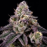 Brazilian Sour