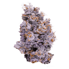 Biskanté - Jar - Indoor Flower