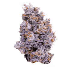 Biskanté - Jar - Indoor Flower