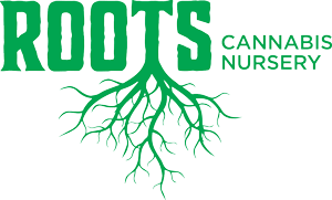 Super Sour Diesel (H) Clone - Super Sour Diesel (H)