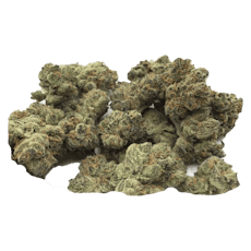 Cherry Pie - Jar - Indoor Flower