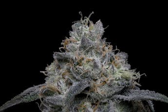 Nino Brown - 4g Flower