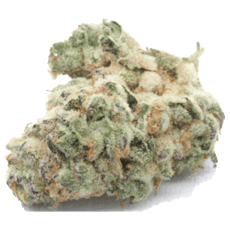 Pancakes - Jar - Indoor Flower