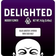 BLUE LOBSTER 14G MINIS