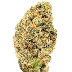 Baja Gold, GH