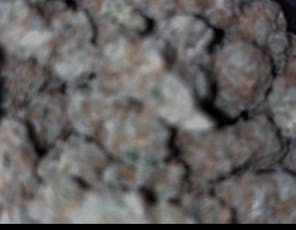 Jack herer 3.5G indoor $35 2/$60