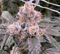 Warheads 3.5g Flower (1/8th)