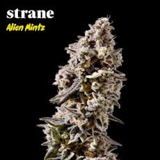Strane Alien Mints (H) Popcorn Buds 3.5g | 30.18% TAC - 3.5g