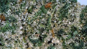 Lemon Head 2x .5g Pre-Rolls