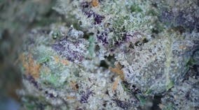 Bahama Berry