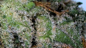 Blueberry Diesel