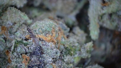 1g Sweet leaf Pre-roll - Blue Dream