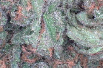 Blue Dream