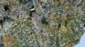 Face Off Pre-Roll