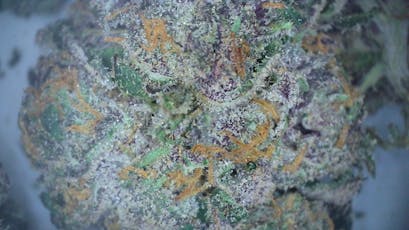 .33g Dogwalker Pre-roll - Lemon Cherry Gelato (3 Pack)