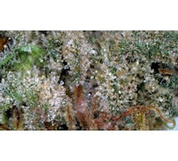 Silver Fruit 2x .5g Pre-Rolls